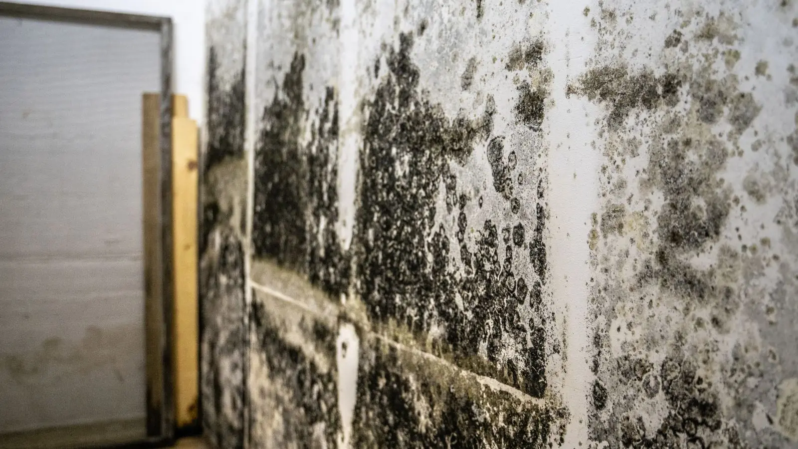 Mold staining on a basement wall near a door frame